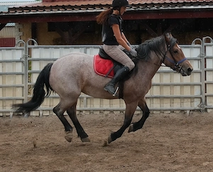 Kaltblutmixstute Jagoda Bild 5