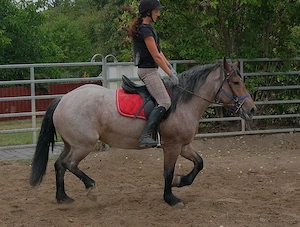 Kaltblutmixstute Jagoda Bild 3