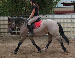 Kaltblutmixstute Jagoda Bild 7