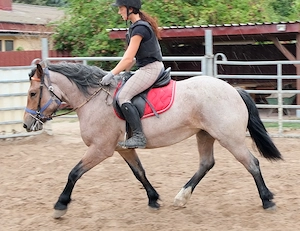 Kaltblutmixstute Jagoda Bild 9