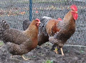 bielefelder kennhuhn 