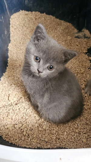 BKH Kitten Abgabebereit 