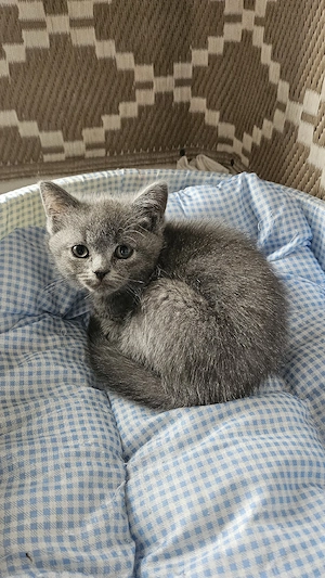 BKH Kitten Abgabebereit 