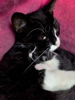 Kitten dürfen im Oktober ausziehen  Bild 3