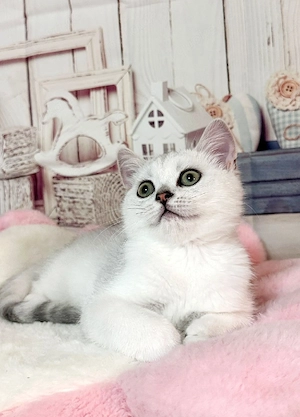 ABGABEBEREIT BKH Reinrassige Britisch Kurzhaar Kater Junge Kitten Kätzchen black silver shaded ns 11