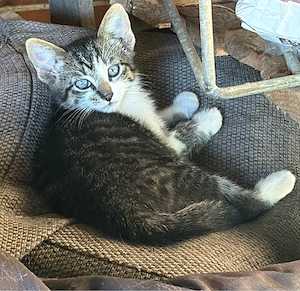 Katzenkinder abzugeben