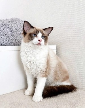 Ragdoll-Kater 14 Wochen bereit für sein neues Zuhause