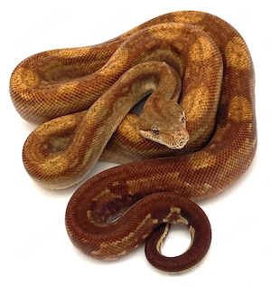 Boa constrictor Imperator