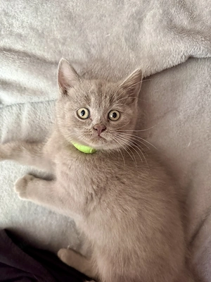 Süßer BKH Kater in lilac