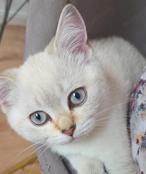 Katzen abzugeben 