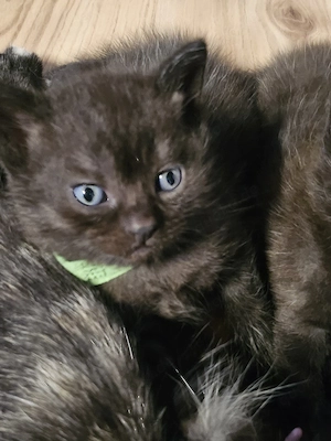 Bkh Ekh mix Kater