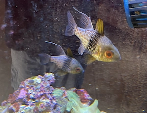 Meerwasseraquarium mit viel Zubehör Sera Marin Biotop LED Cube