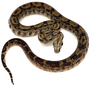 Boa Constrictor Imperator