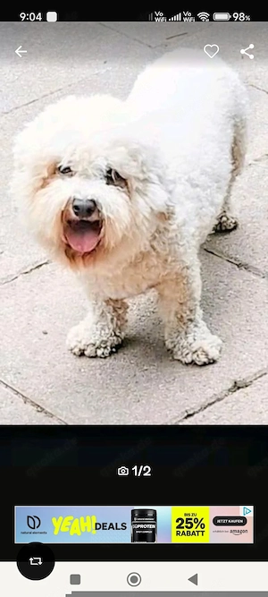 Bichon Frise Hündin 