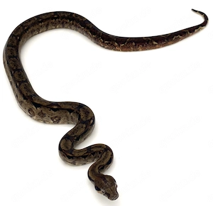 Boa Contrictor Imperator