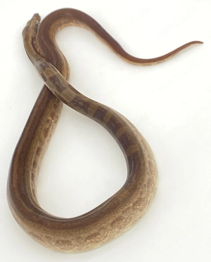 Boa Constrictor Imperator