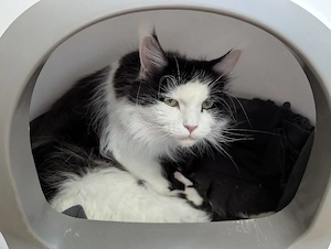 3 Maine Coon-Kitten