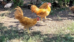 Gelbe Italiener Hühner Hähne Hahn Gockel  Bild 5