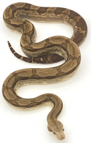 Boa Constrictor Imperator