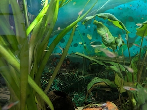 Einige Guppys abzugeben 
