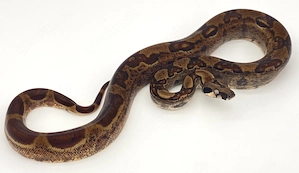 Boa Constrictor Imperator