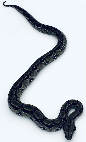 Boa Constrictor Imperator