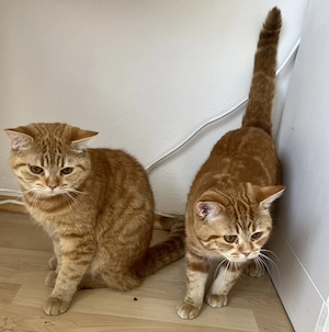 Zwei Kater suchen neues Zuhause