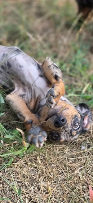 Dackel Hündin 16 Wochen Merle Bild 2