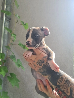 Amerikan Bully Mix 