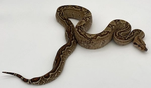 Boa Constrictor Imperator