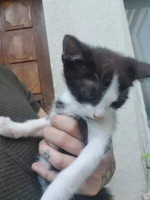 Süße Kater 