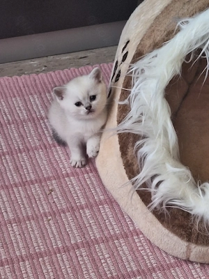 Kitten mit Himmelblau Augen