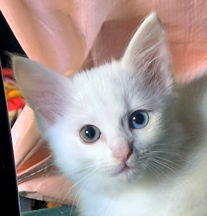 Langhaar-Mix Kitten mit Odd Eyes sucht Dosenöffner