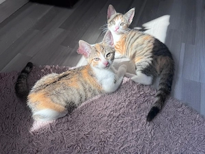 Babykatzen 