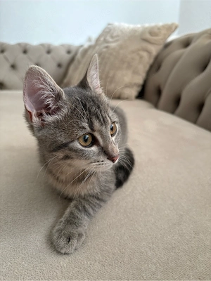 Liebevolles Zuhause für aktive kleine Katze gesucht (inkl. Zubehör)