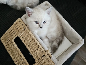 Wunderschöne BKH Kitten (Britisch Kurzhaar)