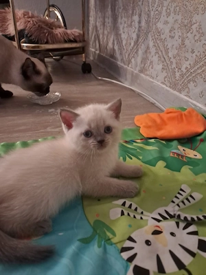 BKH katzen 