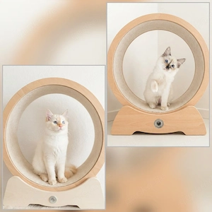Exklusive Heilige Birma Kitten 17 Wochen abgabebereit gesund 
