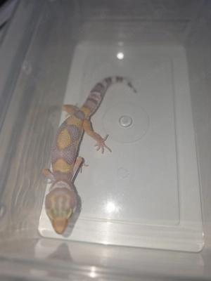 Leopardgecko Nachzuchten 006