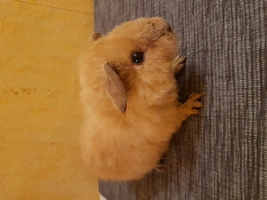 Zauberhafte Meerschweinchen unterschiedlichen Alters...