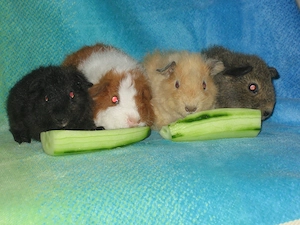 Zauberhafte Meerschweinchen unterschiedlichen Alters...