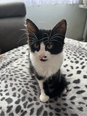 Kitten Katzenbabys