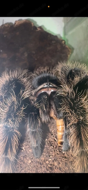 Curly Hair Vogelspinne  Melisa  mit Terrarium abzugeben   weiblich, ca. 7 Jahre alt      