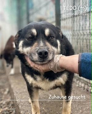 sanfter, lieber, wunderschöner Rüde "Tedo" sucht ein liebevolles Zuhause Bild 2