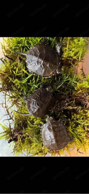 emys orbicularis