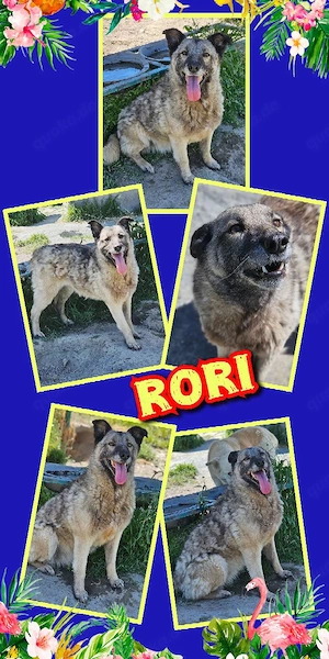 offene, liebe, menschenbezogene, wunderschöne Hündin "Rori" sucht ein Zuhause