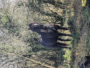 Reitbeteiligung gesucht