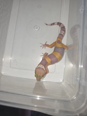 Leopardgecko Nachzuchten 008