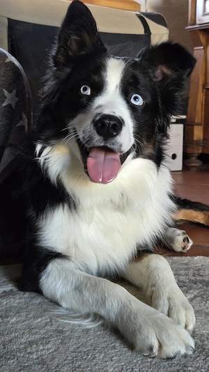 Australian Shepherd Rüden 