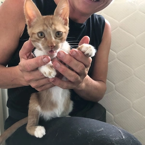 Ron   kleiner Kuschelkater sucht seine Familie
